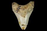Bargain, Fossil Megalodon Tooth - North Carolina #129980-1